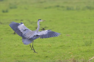 Grey heron (Ardea cinerea) landing in a meadow, Ochsen Moor, Dümmer nature park Park, Lower Saxony,