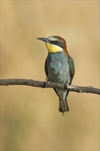 Bee-eater (Merops apiaster) sitting on a branch, front view, Rhineland-Palatinate, Germany, Europe