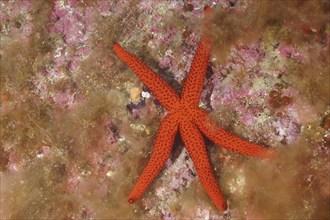 Orange starfish (Hacelia attenuata), dive site marine reserve Cap de Creus, Rosas, Costa Brava,