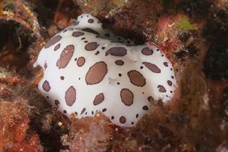 Leopard snail (Discodoris atromaculata), dive site marine reserve Cap de Creus, Rosas, Costa Brava,