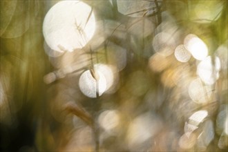 Natural Bokeh in Marshes for background