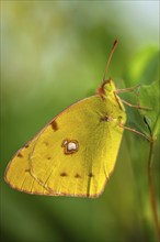 Clouded Yellow butterfly (Colias crocea) resting in the grass. Bas-Rhin, Collectivite europeenne