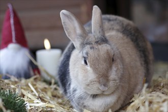 Christmas, Rabbit (Cuniculus), Bunny, Candle, Decoration, Christmassy, Straw, Stable, A rabbit sits