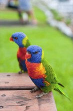 Rainbow Lorikeet (Trichoglossus moluccanus), Rainbow Lorikeet parrot, bird, tropical, fauna,