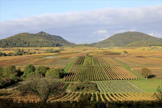 Vineyards in autumnal colours 2022 near Landau in der Pfalz, Southern Wine Route, Palatinate