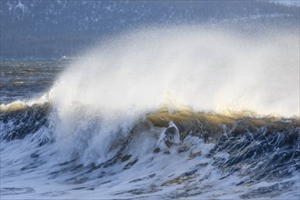 Large wave breaks during winter storm on Kachemak Bay beach, near Home on the Kenai Peninsula,