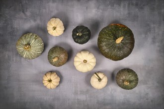 Top view of different green and white pumpkins, squashes and gourds on gray background