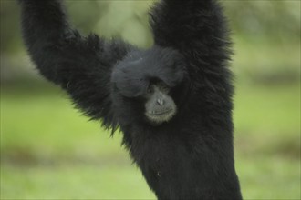 Siamang (Hylobates syndactylus), upright, standing, portrait, detail, gibbons (Hylobatidae),