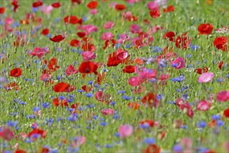 Flowering strip, flowering area with poppy flowers (Papaver rhoeas) and cornflowers (Centaurea