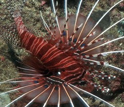 Close-up lionfish (Pterois cincta) spreads pectoral fins and spines, Pacific Ocean, Philippine Sea,