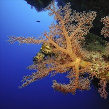 Soft coral (Dendronephthya) on steep wall of coral reef, Gulf of Aqaba, Red Sea, Sinai, Egypt,