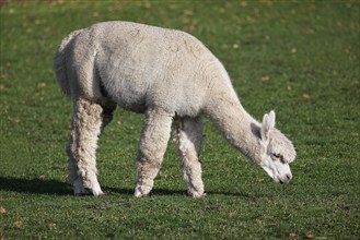 Alpaca (Vicugna pacos), Germany, Europe