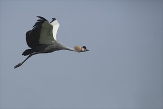 East African Crowned Crane (Balearica regulorum gibbericeps), flight, crowned cranes (Gruidae),