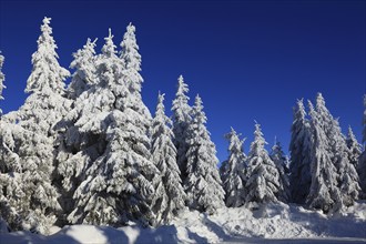 Winter landscape in the Fichtelgebirge, Bayreuth district, Upper Franconia, Bavaria, Germany,