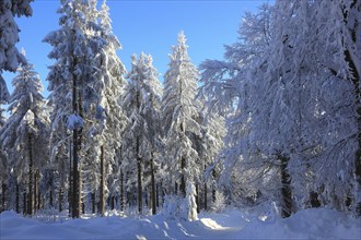 Winter landscape in the Fichtelgebirge, Bayreuth district, Upper Franconia, Bavaria, Germany,