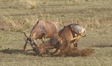 Fight between two Topi lei antelope bulls, Maasai Mara Game Reserve, Kenya, Africa