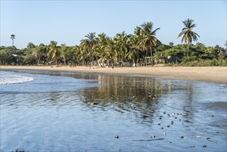 Palm trees on the beach of Sanyang, Gambia, West Africa, Africa