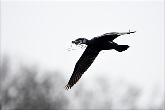 Great cormorant (Phalacrocorax carbo), adult bird brings nesting material, Essen, Ruhr area, North