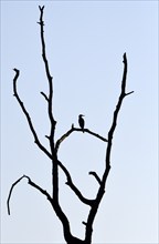 Great cormorant (Phalacrocorax carbo), resting in a dead tree, mining subsidence area, Bottrop,