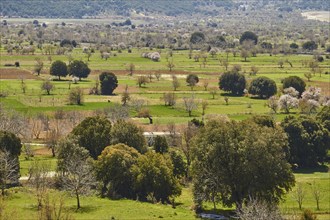 Fields, trees, green meadows, spring, Lassithi plateau, Lassithi, East Crete, island of Crete,