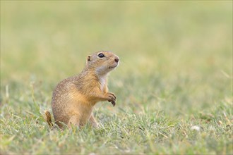 European ground squirrel (Spermophilus citellus) standing in a meadow, Ziggsee, Lake Neusiedl