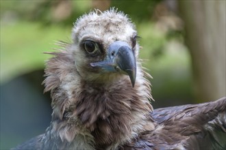 Cinereous vulture (Aegypius monachus) or cowbird vulture, Germany, Europe