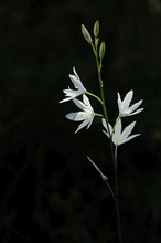 Branched grass lily (Anthericum ramosum) in the backlight and black background, cut out,