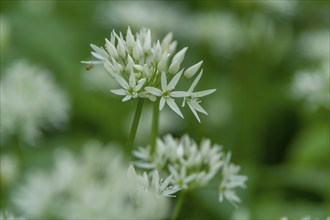 Ramsons (Allium ursinum), Southern Palatinate, Rhineland-Palatinate, Germany, Europe