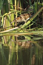 Little Bittern (Ixobrychus minutus), young bird, Middle Elbe Biosphere Reserve, Dessau-Roßlau,