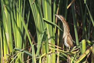 Little Bittern (Ixobrychus minutus), young bird, Middle Elbe Biosphere Reserve, Dessau-Roßlau,