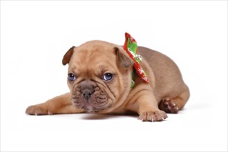 Cute red fawn colored 3 weeks old French Bulldog dog puppy on white background