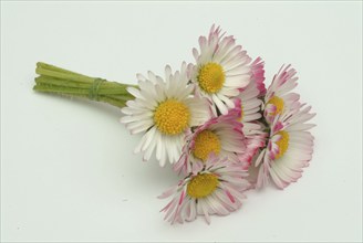 Common daisy, medicinal plant, daisy flowers (Bellis perennis) are used in folk medicine as a