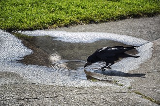 Rook (Corvus frugilegus) drinking water from a rain puddle, Ireland, Europe