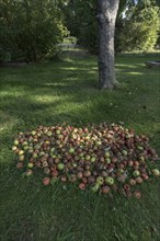 Fallen fruit on the lawn, Lower Saxony, Germany, Europe