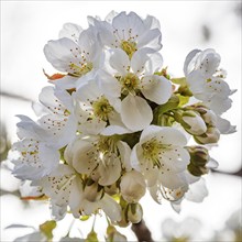 Cherry blossom (Prunus avium)