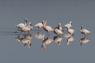 Lesser Flamingos (Phoeniconaias minor) at lake Nakuru, Nakuru national park, Kenya, Africa