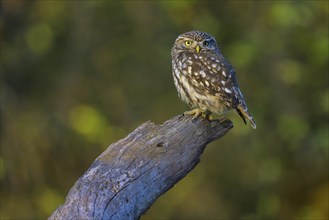 Little Owl (Athene noctua), sitting on an apple tree branch in the evening light, Biosphere