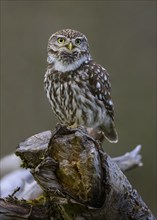 Little Owl (Athene noctua), calling male on dead apple tree branch, Biosphere Reserve, Swabian Alb,