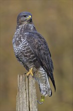 Common steppe buzzard (Buteo buteo), dark morph on pasture pole, biosphere reserve, Swabian Alb,