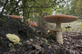 Fly agarics (Amanita muscaria), Emsland, Lower Saxony, Germany, Europe