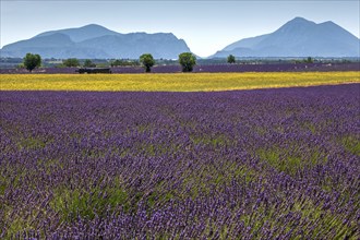 Field with yellow yarrow (Eriophyllum confertiflorum) and true common lavender (Lavandula