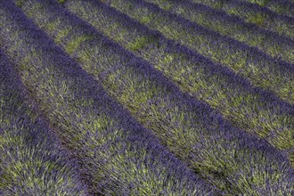 Lavender field, flowering true lavender (Lavandula angustifolia), near Puimoisson, Plateau de