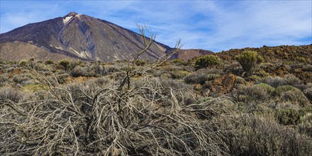 Pico de Teide, Tenerife National Park, World Heritage Site, Tenerife, Canary Islands, Spain, Europe