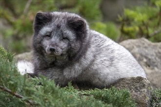 Arctic fox (Vulpes lagobus), captive, Bad Mergentheim Wildlife Park, Baden-Württemberg, Germany,