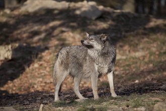 Wolf (Canis lupus), captive, Bad Mergentheim Wildlife Park, Baden-Württemberg, Germany, Europe