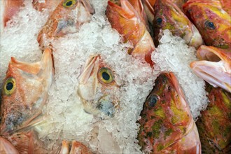 Red fish on ice for sale, fish market, market hall Mercado dos Lavradores, Funchal, Madeira Island,