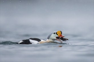 King eider (Somateria spectabilis), male eats a starfish, Batsfjord, Båtsfjord, Varanger Peninsula,