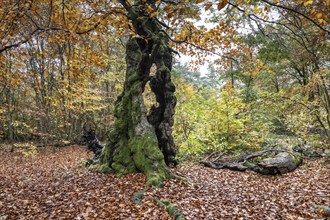 Ancient copper beech (Fagus sylvatica), Hutebuche, Hutewald Halloh, Hesse, Germany, Europe