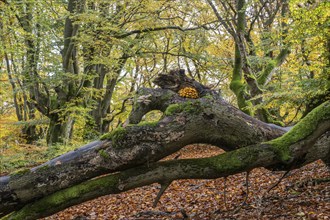 Golden scalycap (Pholiota aurivella) and porcelain fungi (Oudemansiella mucida) in the Hutewald