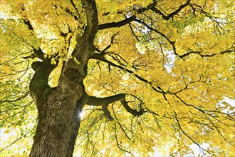 Sun shining through old sycamore maple (Acer pseudo plantanus), in autumnal colour, Canton Glarus,